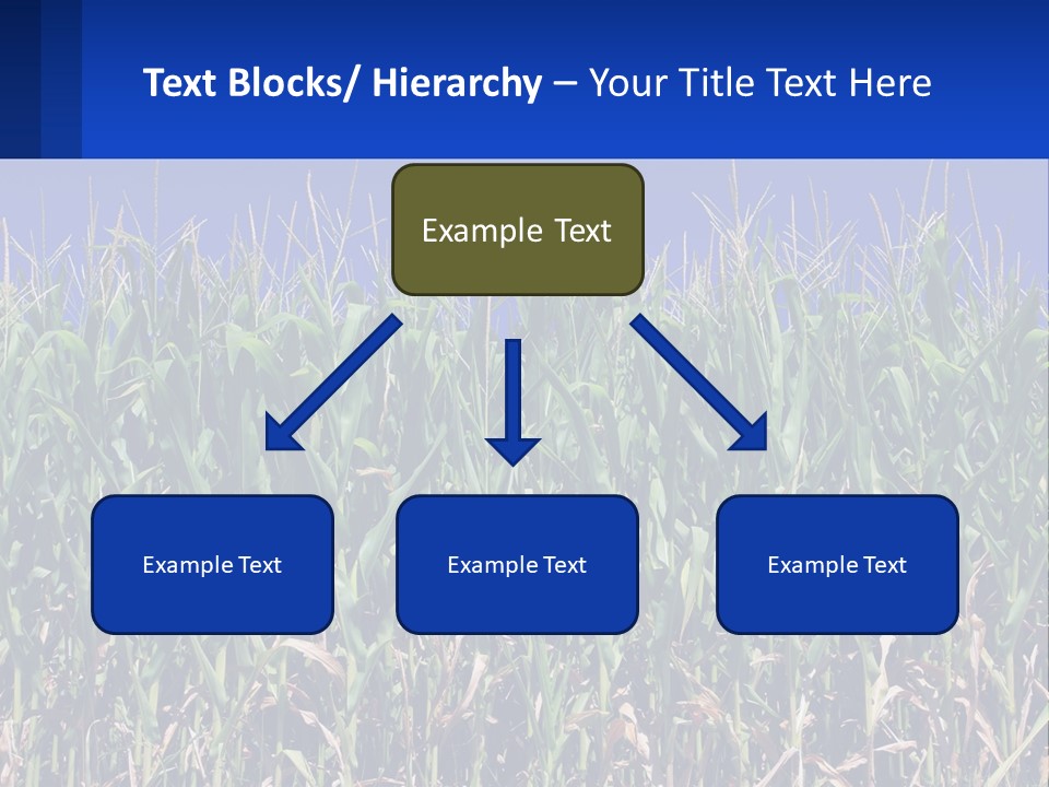 A Field Of Corn With A Blue Sky In The Background PowerPoint Template