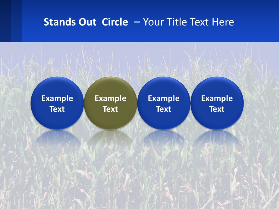 A Field Of Corn With A Blue Sky In The Background PowerPoint Template