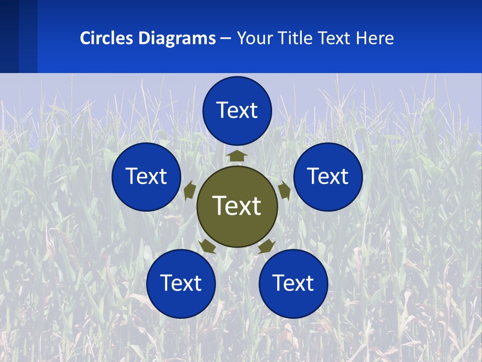 A Field Of Corn With A Blue Sky In The Background PowerPoint Template