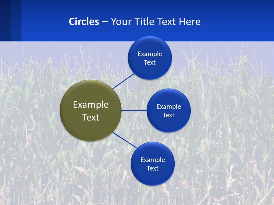 A Field Of Corn With A Blue Sky In The Background PowerPoint Template