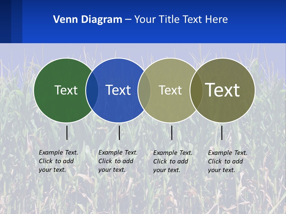 A Field Of Corn With A Blue Sky In The Background PowerPoint Template