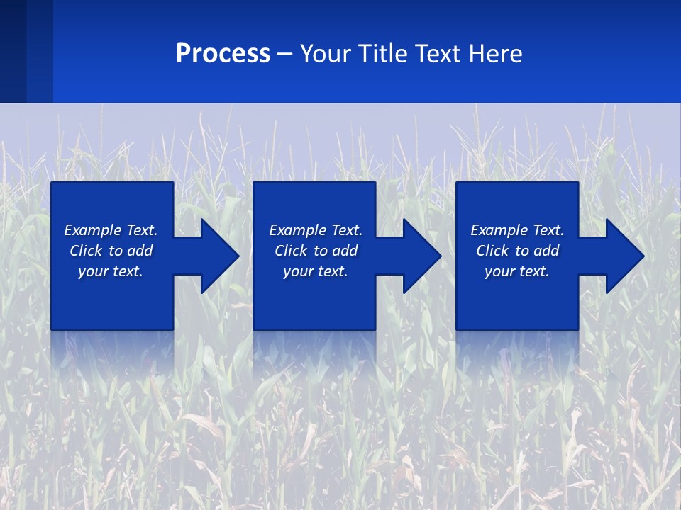 A Field Of Corn With A Blue Sky In The Background PowerPoint Template