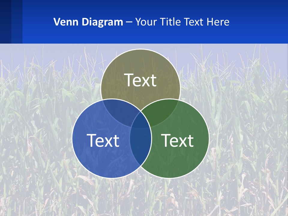 A Field Of Corn With A Blue Sky In The Background PowerPoint Template