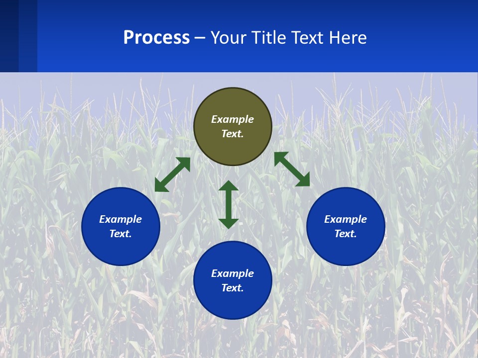 A Field Of Corn With A Blue Sky In The Background PowerPoint Template