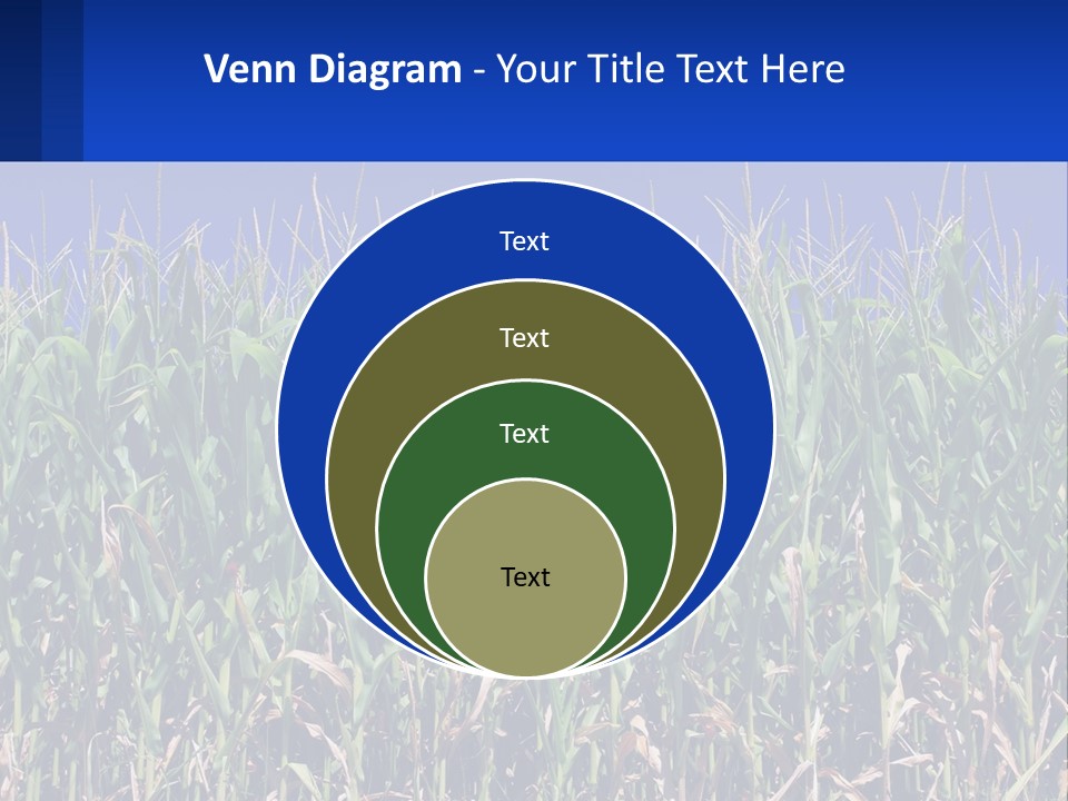 A Field Of Corn With A Blue Sky In The Background PowerPoint Template