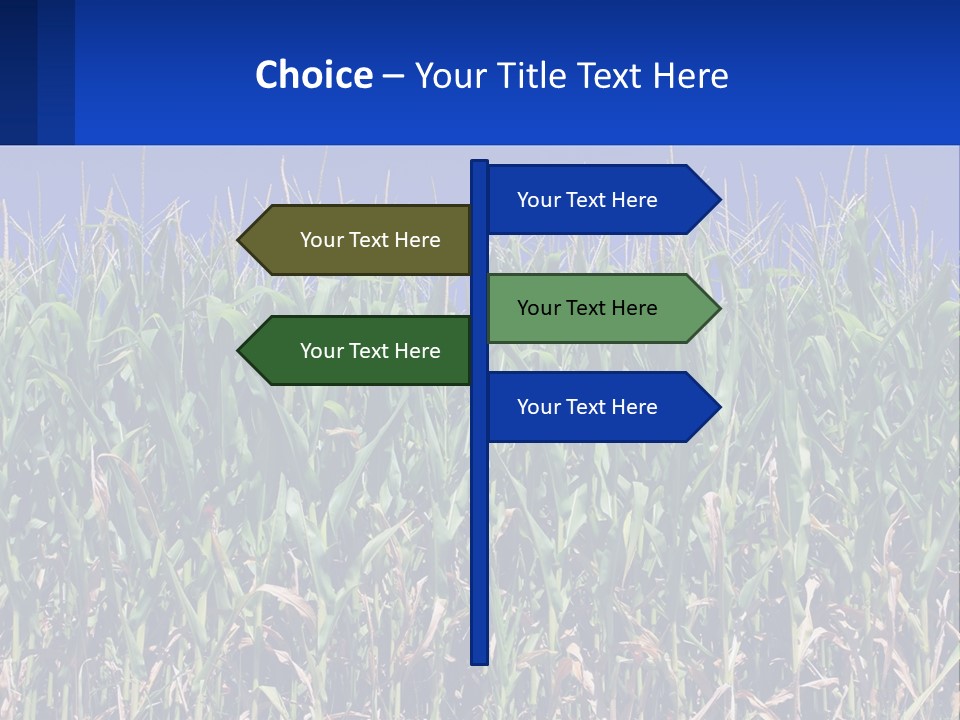 A Field Of Corn With A Blue Sky In The Background PowerPoint Template