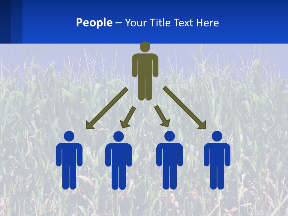 A Field Of Corn With A Blue Sky In The Background PowerPoint Template