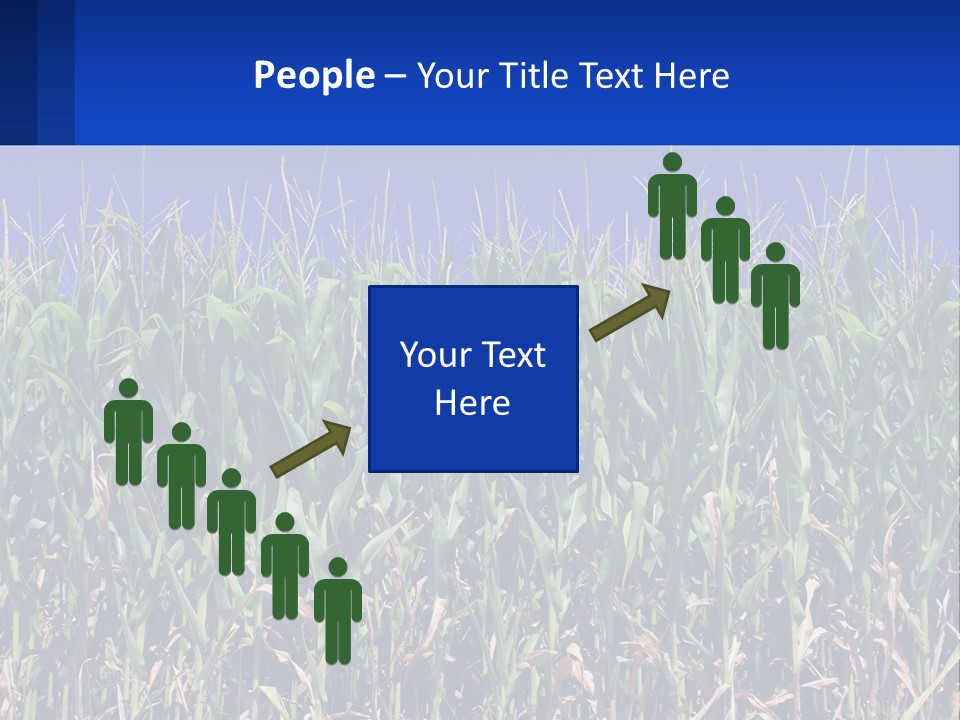 A Field Of Corn With A Blue Sky In The Background PowerPoint Template
