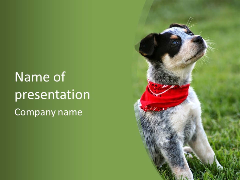 A Small Dog Wearing A Red Bandana Is Sitting In The Grass PowerPoint Template