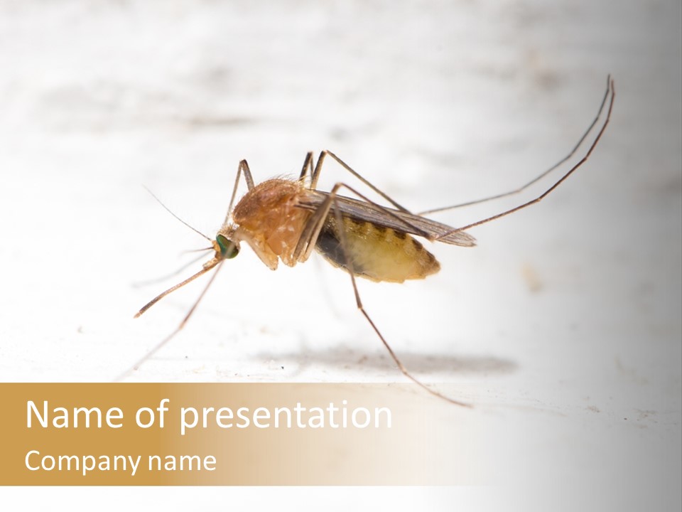 A Mosquito On A White Surface With The Words Name Of Presentation PowerPoint Template