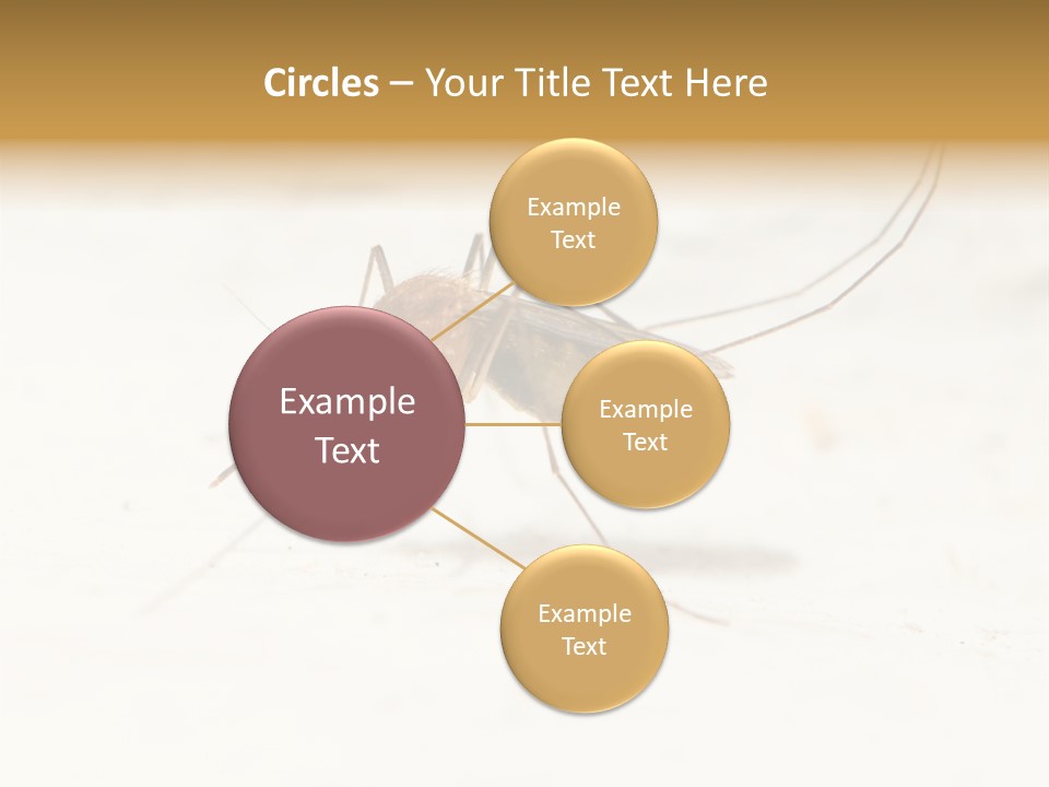 A Mosquito On A White Surface With The Words Name Of Presentation PowerPoint Template