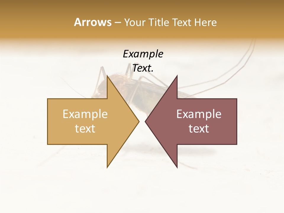 A Mosquito On A White Surface With The Words Name Of Presentation PowerPoint Template