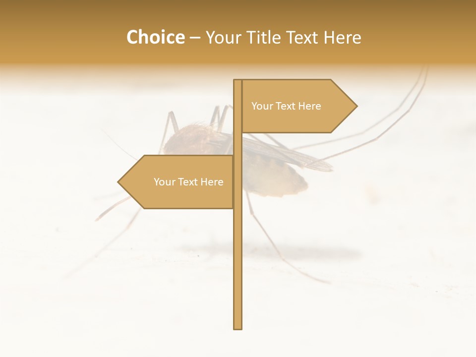 A Mosquito On A White Surface With The Words Name Of Presentation PowerPoint Template