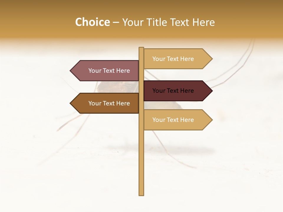 A Mosquito On A White Surface With The Words Name Of Presentation PowerPoint Template