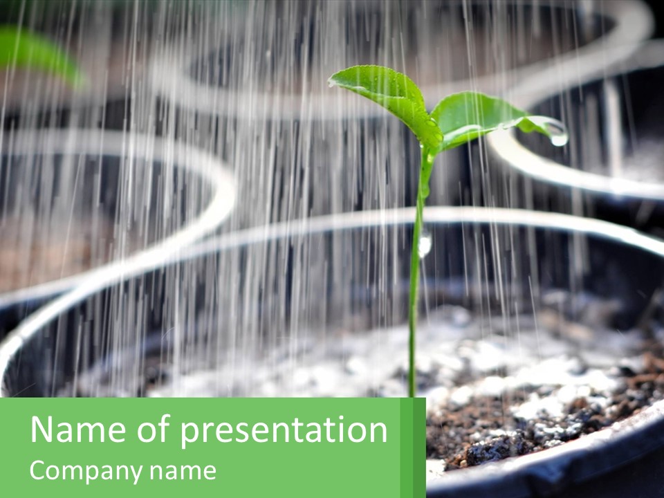 A Plant Sprouting From A Pot With Rain Coming From It PowerPoint Template