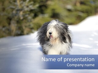 A Dog Is Standing In The Snow On A Sunny Day PowerPoint Template