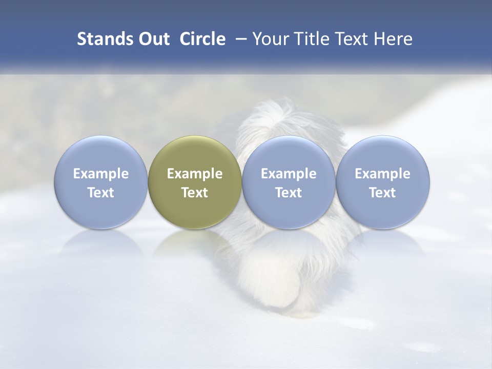 A Dog Is Standing In The Snow On A Sunny Day PowerPoint Template