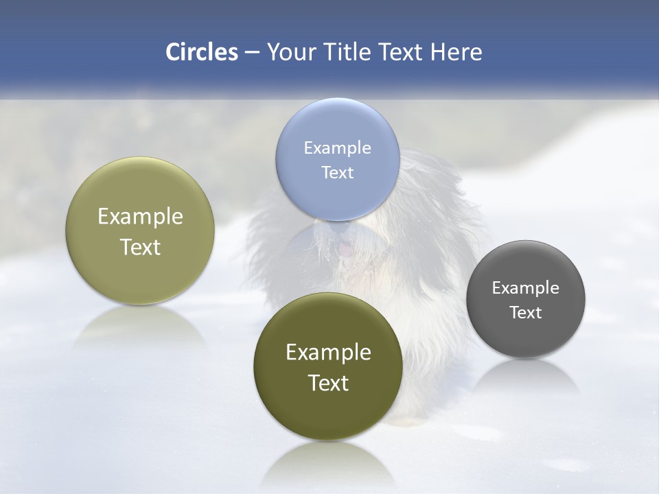 A Dog Is Standing In The Snow On A Sunny Day PowerPoint Template