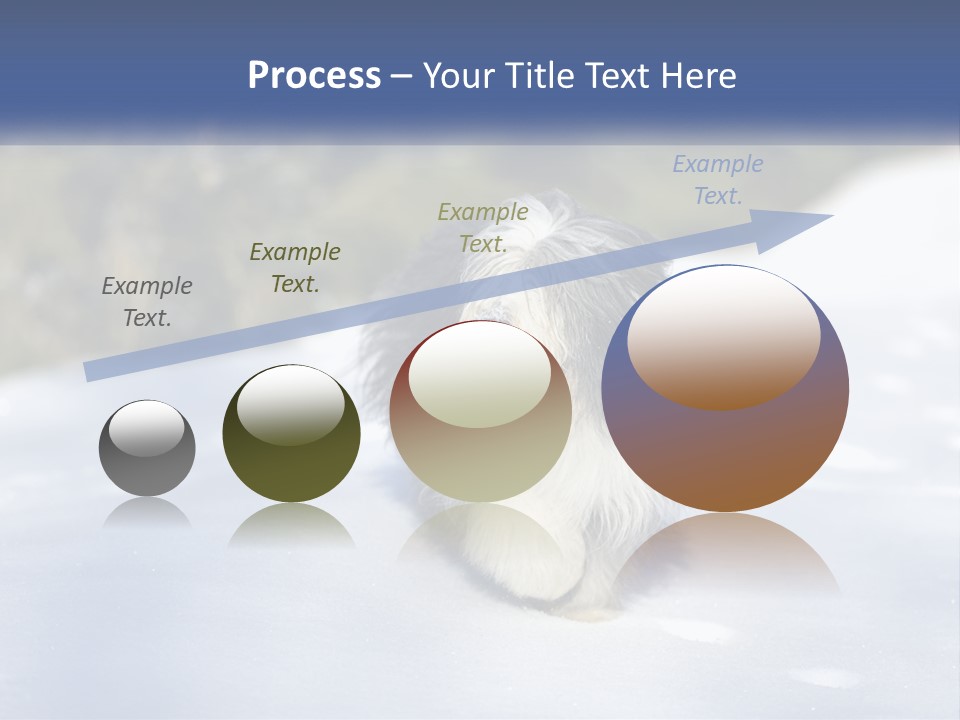 A Dog Is Standing In The Snow On A Sunny Day PowerPoint Template