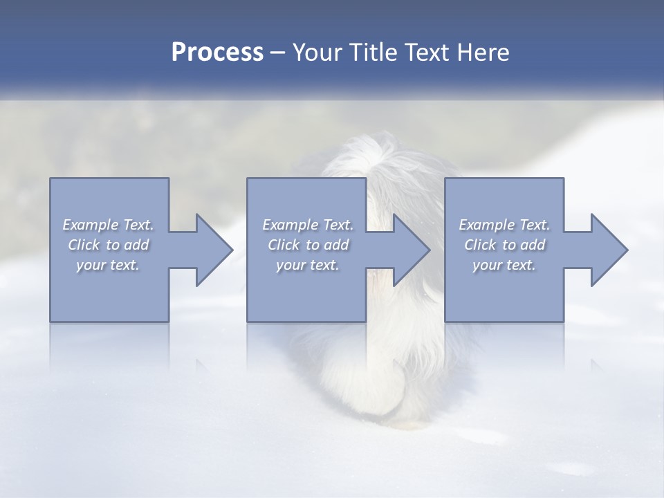 A Dog Is Standing In The Snow On A Sunny Day PowerPoint Template