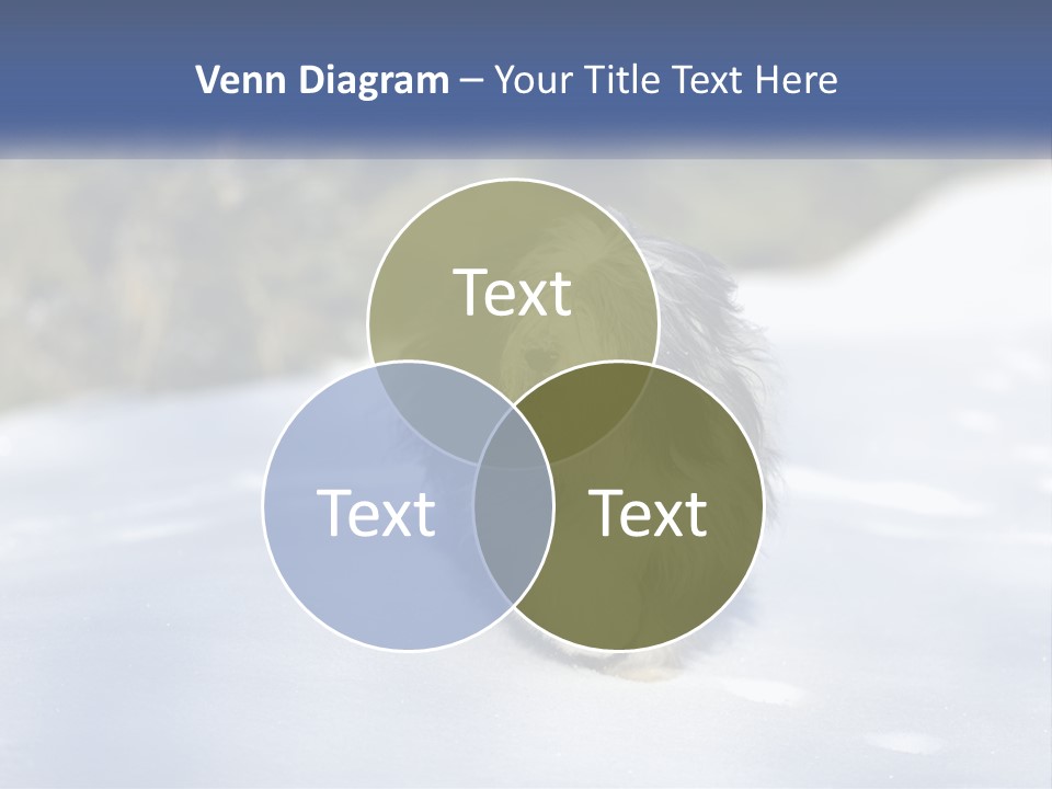 A Dog Is Standing In The Snow On A Sunny Day PowerPoint Template