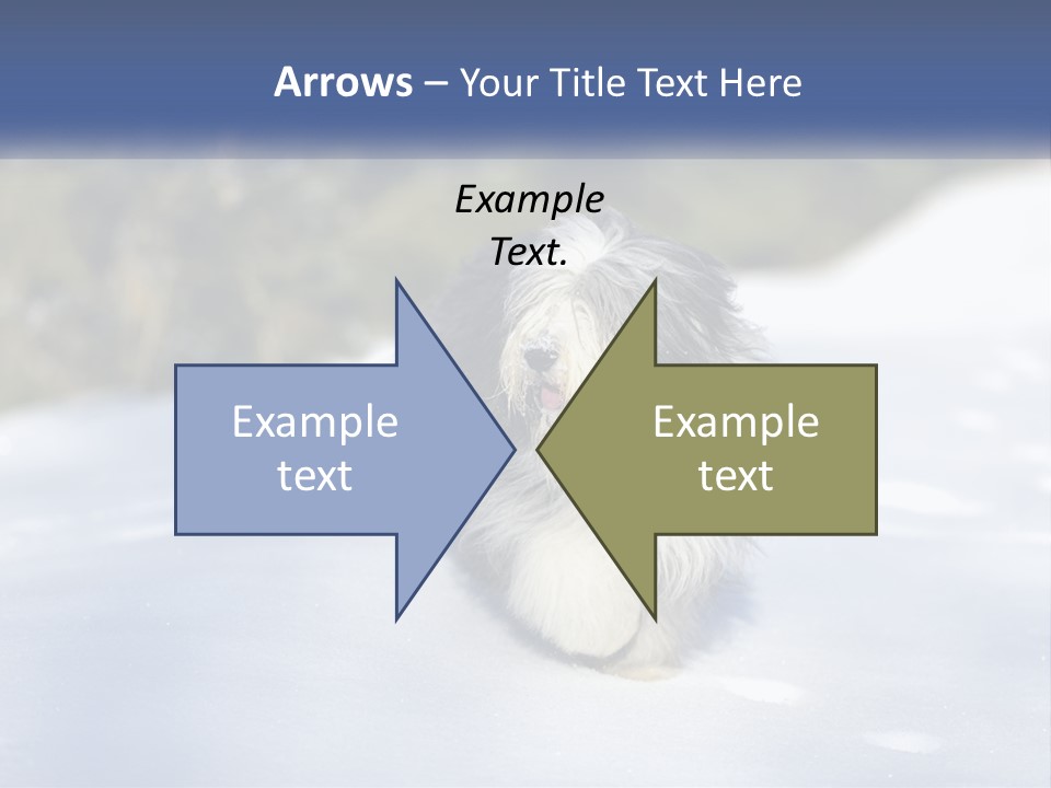 A Dog Is Standing In The Snow On A Sunny Day PowerPoint Template