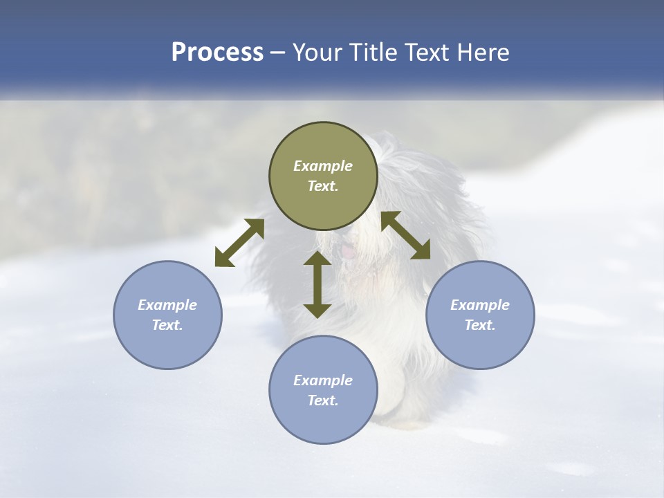 A Dog Is Standing In The Snow On A Sunny Day PowerPoint Template