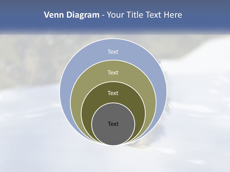 A Dog Is Standing In The Snow On A Sunny Day PowerPoint Template