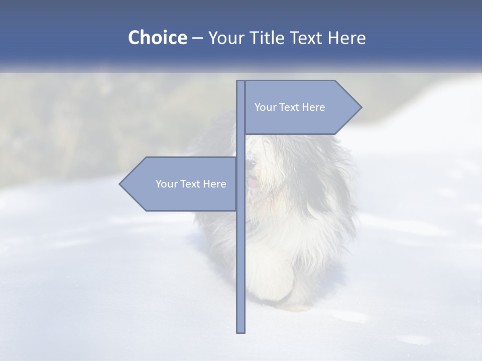 A Dog Is Standing In The Snow On A Sunny Day PowerPoint Template