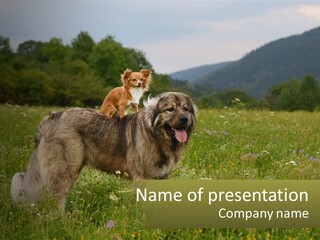 Two Dogs Are Standing In A Field Of Grass PowerPoint Template