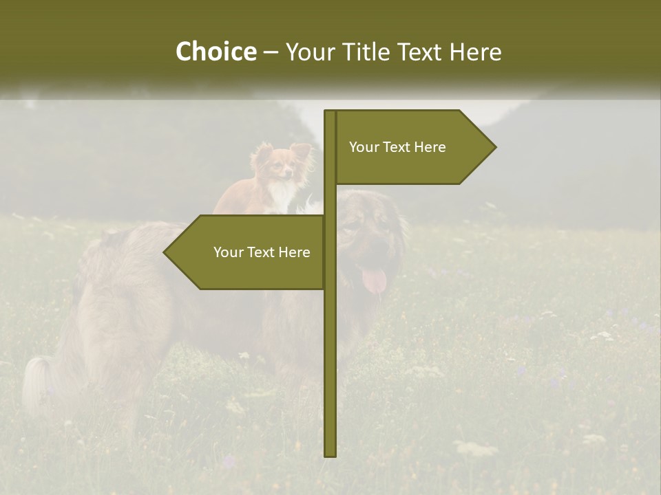 Two Dogs Are Standing In A Field Of Grass PowerPoint Template