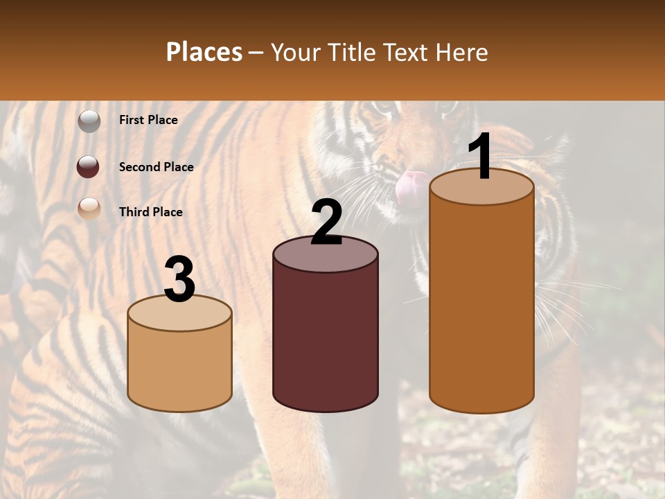 A Couple Of Tigers Standing Next To Each Other PowerPoint Template