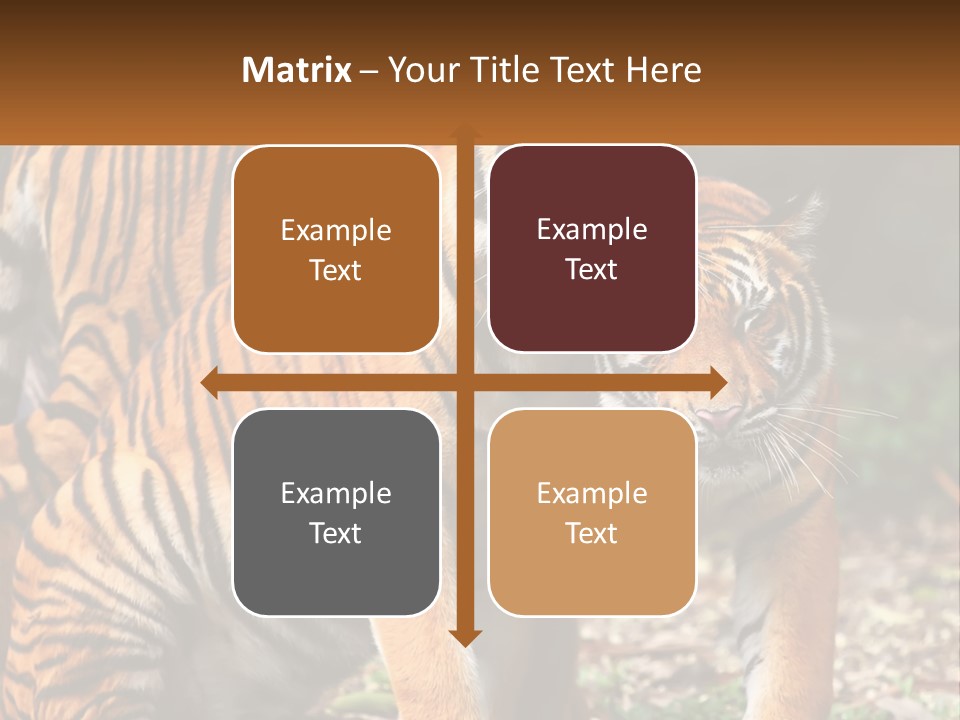 A Couple Of Tigers Standing Next To Each Other PowerPoint Template