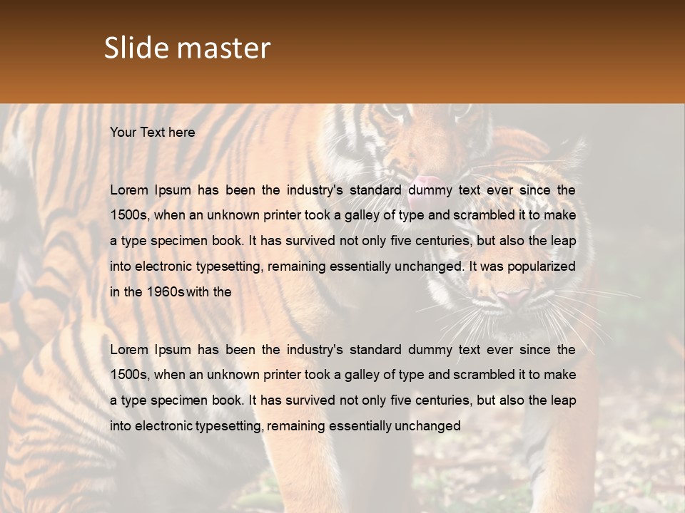 A Couple Of Tigers Standing Next To Each Other PowerPoint Template