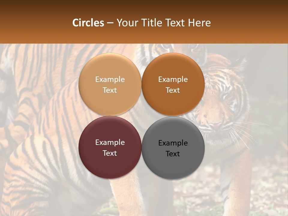 A Couple Of Tigers Standing Next To Each Other PowerPoint Template