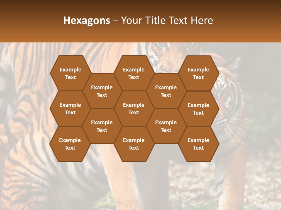 A Couple Of Tigers Standing Next To Each Other PowerPoint Template