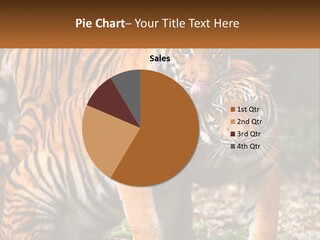 A Couple Of Tigers Standing Next To Each Other PowerPoint Template