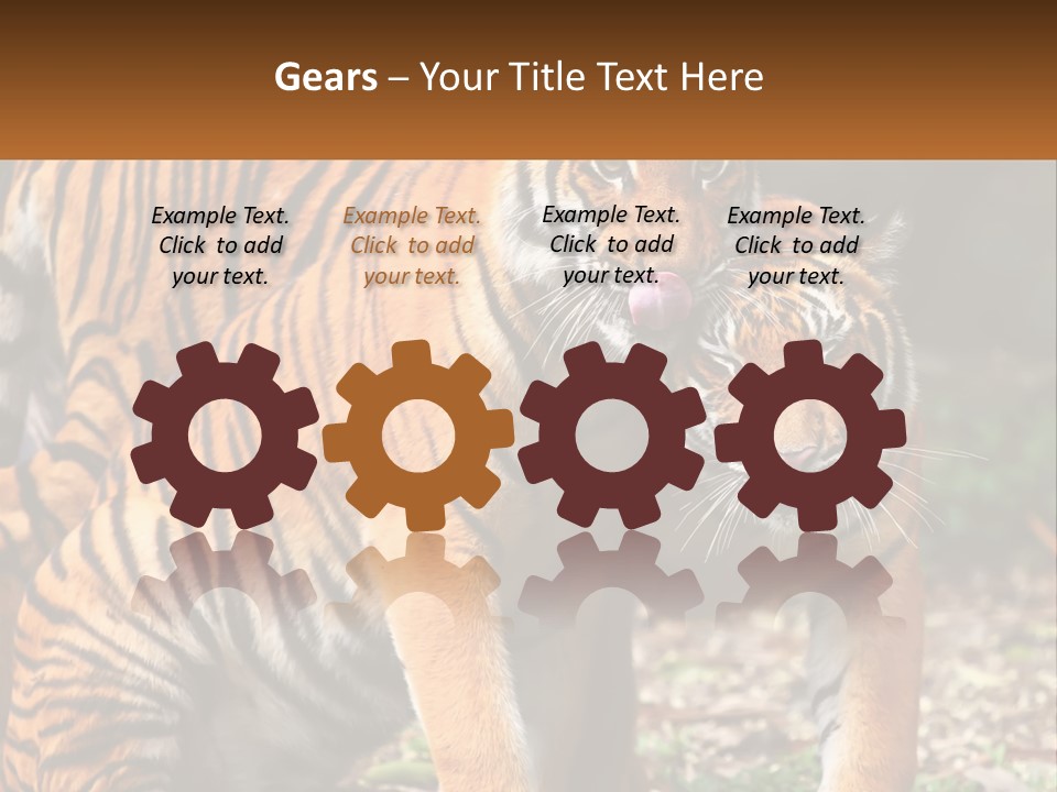 A Couple Of Tigers Standing Next To Each Other PowerPoint Template