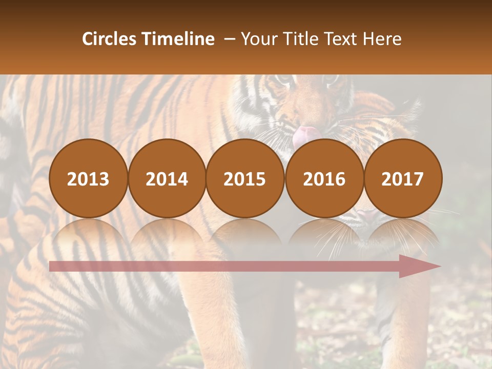 A Couple Of Tigers Standing Next To Each Other PowerPoint Template