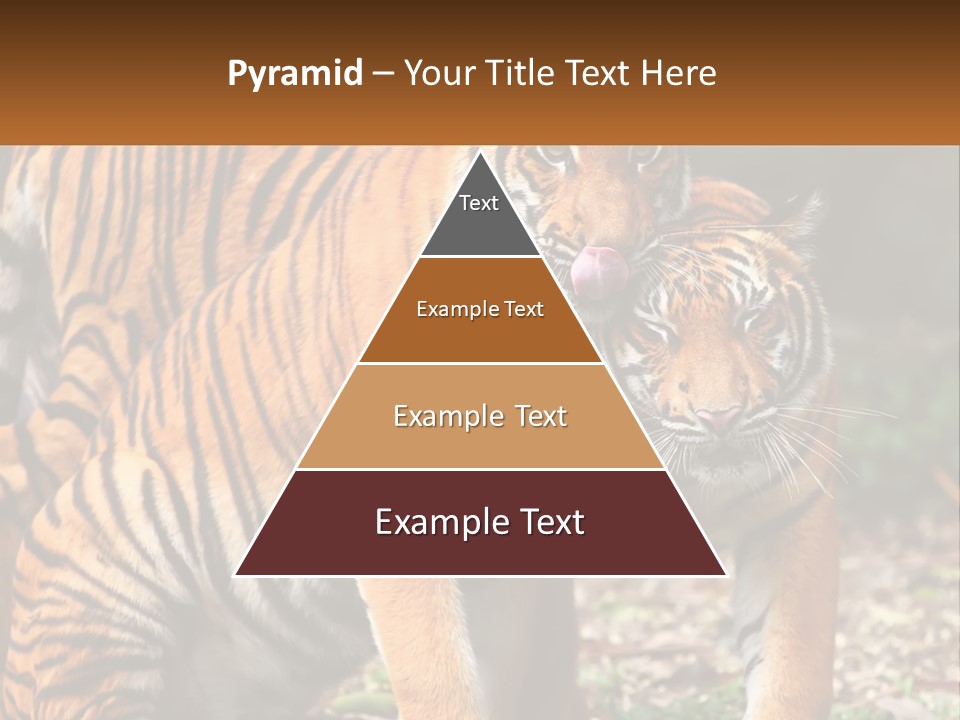 A Couple Of Tigers Standing Next To Each Other PowerPoint Template