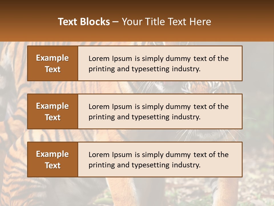 A Couple Of Tigers Standing Next To Each Other PowerPoint Template