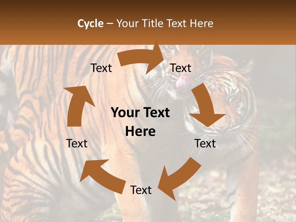 A Couple Of Tigers Standing Next To Each Other PowerPoint Template