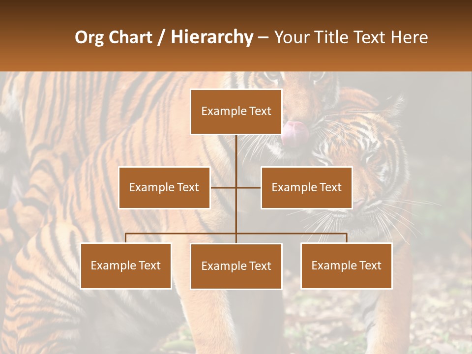 A Couple Of Tigers Standing Next To Each Other PowerPoint Template
