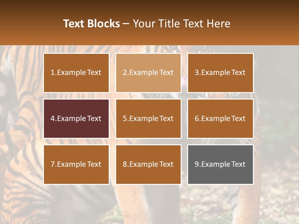 A Couple Of Tigers Standing Next To Each Other PowerPoint Template