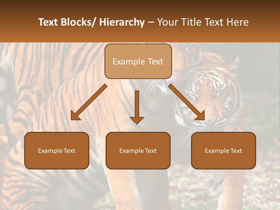 A Couple Of Tigers Standing Next To Each Other PowerPoint Template