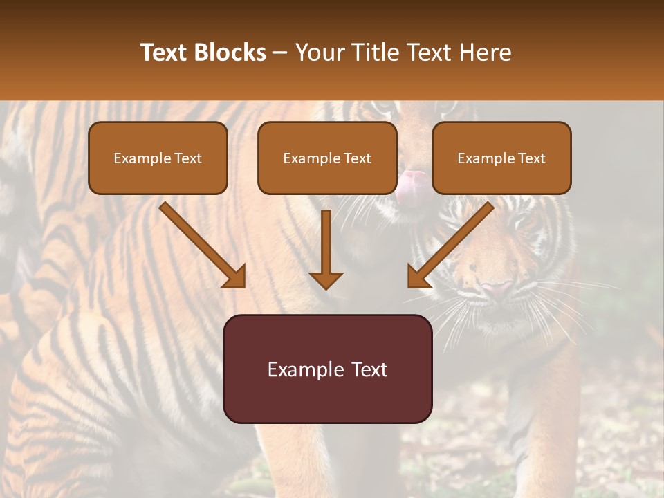 A Couple Of Tigers Standing Next To Each Other PowerPoint Template