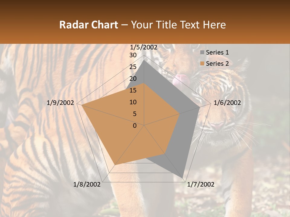 A Couple Of Tigers Standing Next To Each Other PowerPoint Template