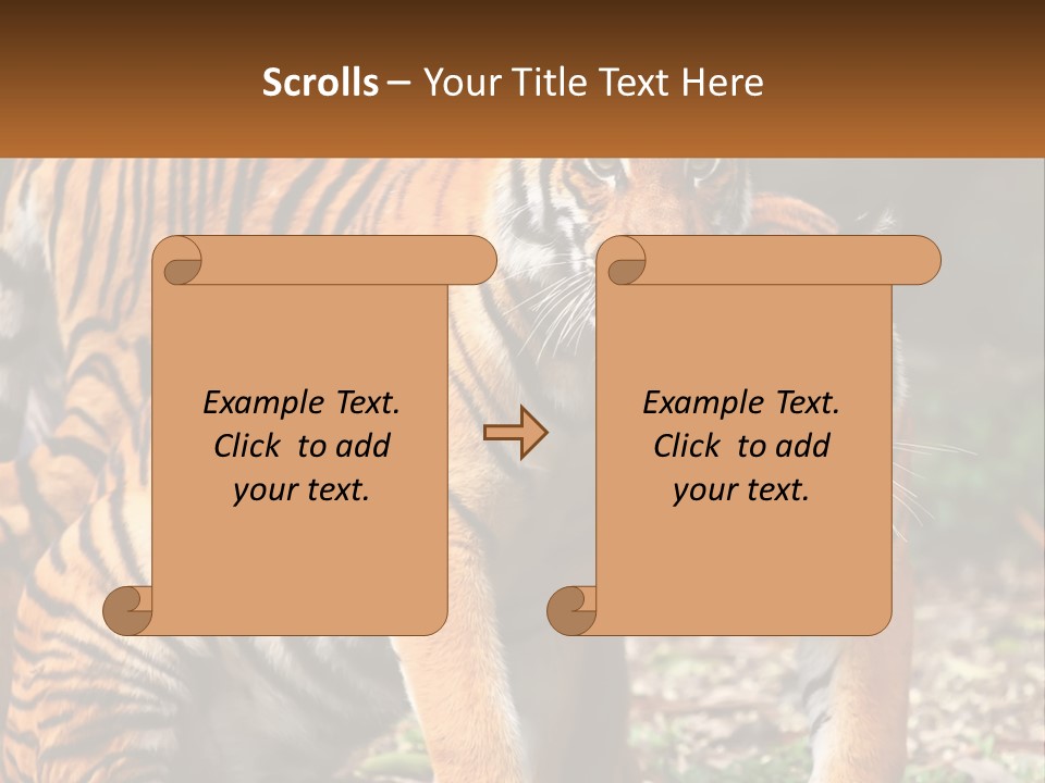 A Couple Of Tigers Standing Next To Each Other PowerPoint Template