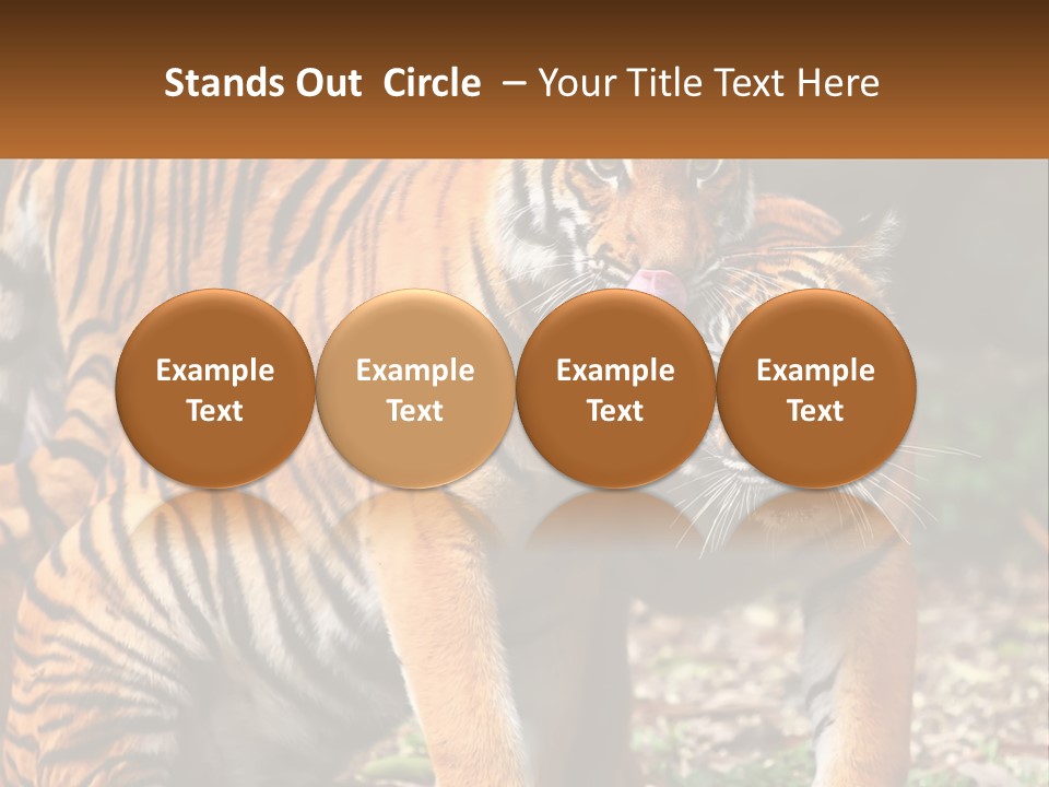 A Couple Of Tigers Standing Next To Each Other PowerPoint Template