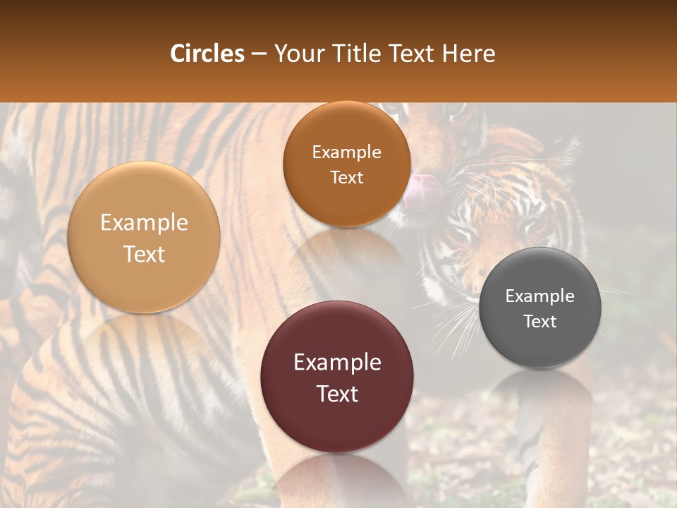 A Couple Of Tigers Standing Next To Each Other PowerPoint Template